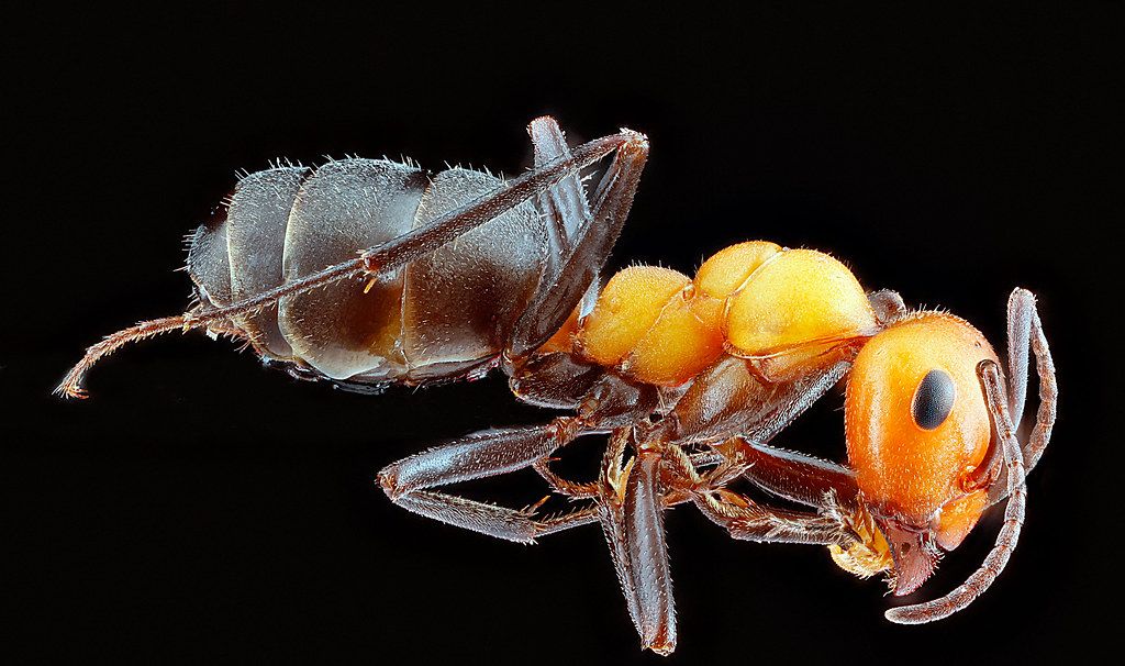 Ant Control service in Topeka, KS