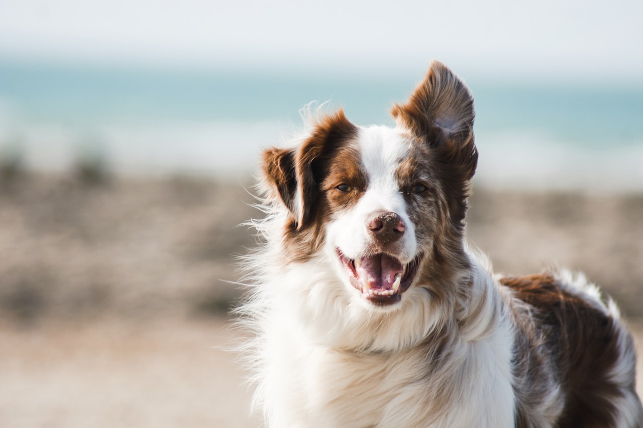 Flea & Tick Control service in Topeka, KS