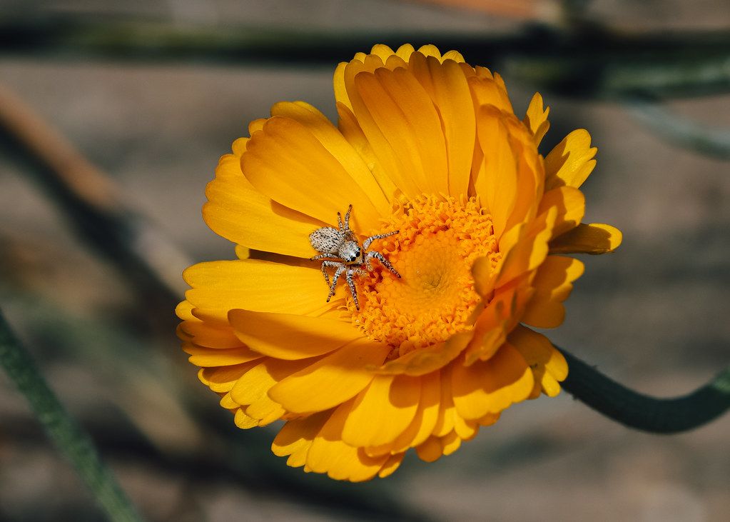 Spider Control service in Topeka, KS